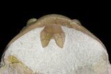 Asaphus Latus Trilobite With Exposed Hypostome - Russia #165446-5